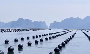 Quảng Ninh cơ bản hoàn thành xoá phao xốp trong nuôi trồng thuỷ sản