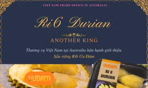 Sầu riêng Ri6 'cháy hàng' tại Australia, giá hơn 400.000 đồng/kg