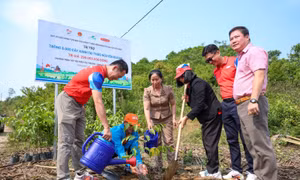 Quảng Ngãi: Mang lại màu xanh cho thảo nguyên Bùi Hui