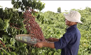 Nestlé Tăng cường áp dụng nông nghiệp tái sinh, tăng năng suất và giảm phát thải khí nhà kính