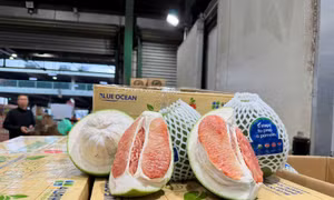 Lô bưởi Việt đầu tiên vào Úc là thành quả đàm phán và chuẩn hóa chất lượng