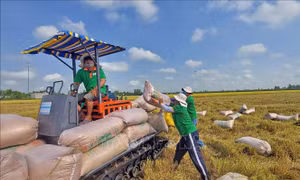 Ngành lúa gạo hướng tới nâng cao quyền định giá và thu nhập cho nông dân