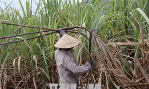 Tiếp nhận hồ sơ yêu cầu điều tra chống lẩn tránh phòng vệ thương mại với đường Thái Lan