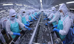 Xuất khẩu thủy sản năm 2026 có nhiều dư địa tăng trưởng