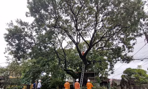 EVNHANOI dồn lực khẩn trương khắc phục hậu quả bão số 3 