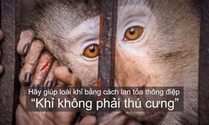 Ra mắt phim truyền thông “Khỉ không phải thú cưng” 