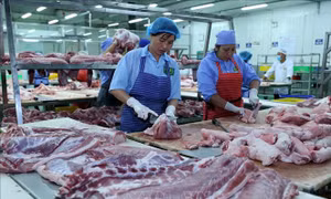 Thị trường cuối năm không lo thiếu thịt lợn