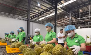 Doanh nghiệp phải thích ứng quy định mới khi xuất nhập khẩu nông sản sang Trung Quốc