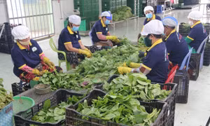 Cả cộng đồng vào cuộc xây dựng chuỗi giá trị để có thực phẩm an toàn