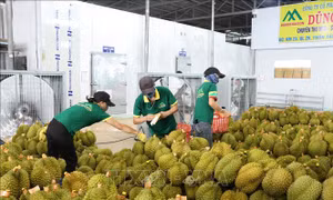 Kiểm soát đối tượng kiểm dịch thực vật tại các vùng trồng và cơ sở đóng gói