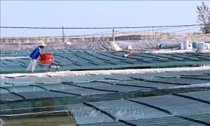 Lần đầu tiên Quảng Nam nuôi tôm thâm canh bằng công nghệ cao 