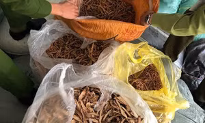 Thu giữ gần 1 tấn nguyên liệu thuốc Bắc không rõ nguồn gốc