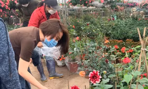 Vườn hoa Xuân Quan tấp nập ngày giáp Tết