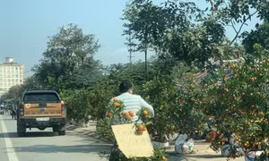 Bắc Ninh: Trưa 30 tháng Chạp, đào quất rẻ như cho