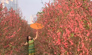 Vườn đào Văn Phú hút khách du xuân