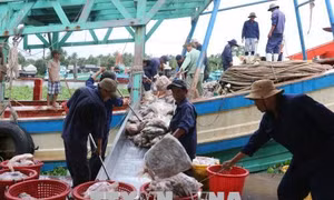 Kiên Giang quyết liệt ngăn chặn nạn khai thác thủy sản bất hợp pháp