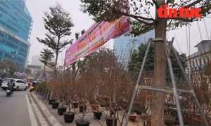 Tình trạng các hộ tiểu thương chăng dây, biển hiệu quảng cáo họp chợ, chiếm dụng vỉa hè để kinh doanh đào quất kéo dài cả tuyến phố Hoàng Quốc Việt (quận Cầu Giấy).