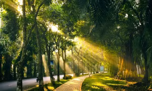 Cây xanh trong khu đô thị Ecopark. 