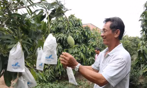 Khuyến khích phát triển kinh tế tập thể trong tất cả các ngành nghề