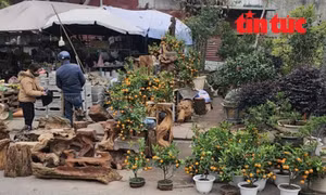 Từ phía dốc Tam Đa đi dọc đường Hoàng Hoa Thám, nhiều hộ dân ngang nhiên lấn chiếm vỉa hè, thậm chí cả lòng đường để kinh doanh hoa cây cảnh, gỗ lũa, chậu cây... 