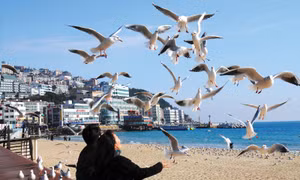 Chào đường bay mới Đà Lạt – Busan chỉ từ 0 đồng, Vietjet thôi!