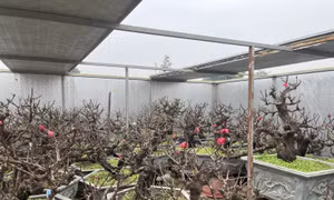 Gìn giữ giống đào cổ thất thốn ở Nhật Tân
