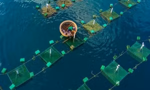 Sông Cầu được mệnh danh là “thủ phủ” Tôm Hùm với sản lượng tôm hùm các loại đạt khoảng 630 tấn/6 tháng đầu năm 2022.