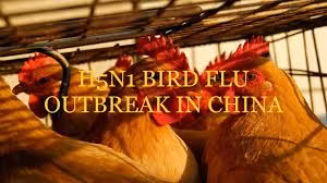 Dịch virus Corona chưa qua, Trung Quốc lại phát hiện thêm ổ dịch virus cúm gia cầm (H5N1)