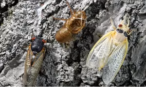 Nước Mỹ đối mặt 'cuộc xâm lăng' của hàng tỷ con ve sầu