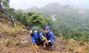 Lai Châu đẩy nhanh tiến độ trồng rừng sản xuất