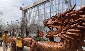 Chiêm ngưỡng chậu đào 'siêu khủng' trị giá gần 1 tỉ đồng