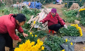 Vườn cúc vàng đại đóa Nhật Tân vàng ruộm dịp Tết