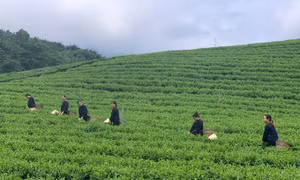 Thái Nguyên định vị thương hiệu du lịch theo hướng bền vững giàu bản sắc 