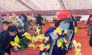 30 Tháng Chạp, người dân đổ xô mua hoa lan hạ giá 