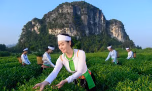 Chè Búp Xanh Yên Thủy – Hương vị tinh túy từ núi rừng
