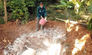 Tuyên Quang: Dịch tả lợn châu Phi xuất hiện tại 77/124 xã, phường