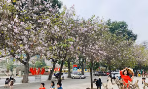 Say đắm sắc hoa ban Tây Bắc giữa lòng Hà Nội 