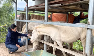 Lạng Sơn chú trọng giảm nghèo, nâng cao đời sống đồng bào