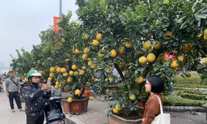 Đào, quất xuống phố, Tết đã gần lắm rồi