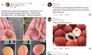 Một người nước ngoài nhặt được vỏ quả vải thiều và sự hiểu nhầm đáng yêu