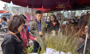 Hoa Tết độc lạ, bạt ngàn chủng loại cho khách chọn chơi Tết Canh Tý