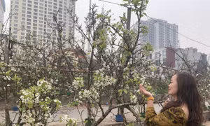 Hoa lê rừng xuống phố, phục vụ người dân Thủ đô 'chơi Tết muộn'