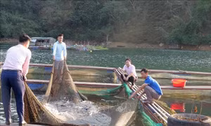 Lai Châu: Phát triển nông nghiệp hàng hóa nâng cao thu nhập cho người dân