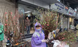 Đào muộn xuống phố ‘níu kéo’ không khí Tết