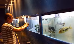TP Hồ Chí Minh xuất khẩu cá cảnh đạt khoảng 23 triệu đô la Mỹ
