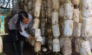 TP Hồ Chí Minh đào tạo 32 nghề cho lao động nông thôn
