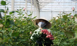 Các trang trại hoa lớn nhất Đà Lạt nhộn nhịp 'đón' Tết