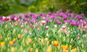 Lễ hội hoa tulip góp phần làm mới trải nghiệm du lịch tại núi Bà Đen
