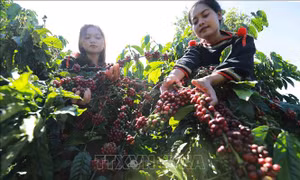 Kỳ vọng nâng tầm giá trị cà phê Việt