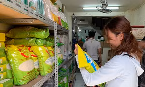 Giống lúa thơm ST25 được công nhận đặc cách 